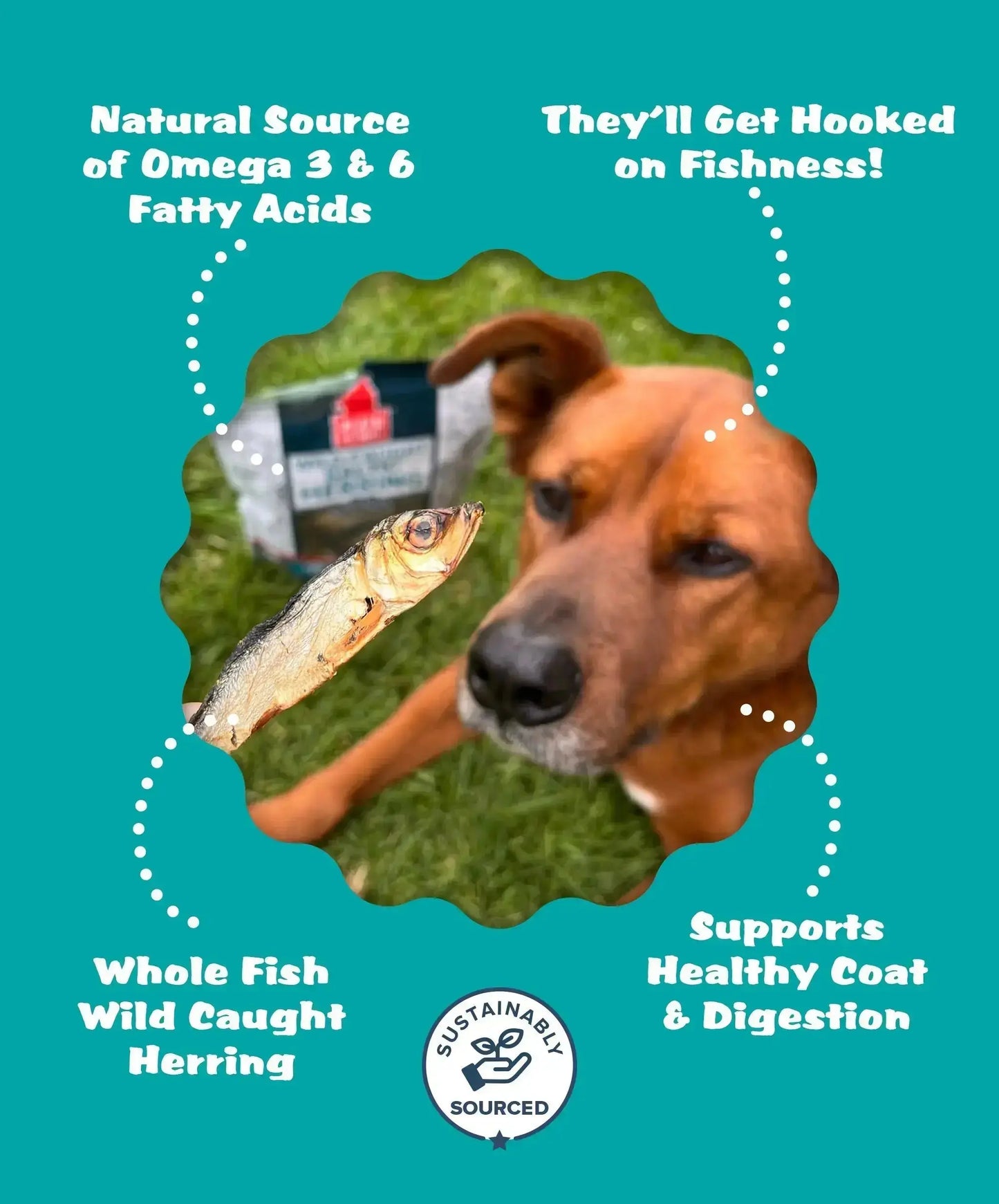 Plato Wild-Caught Baltic Herring Dog Treats - Single-Ingredient Whole Fish for Omega-3 Skin & Coat Support - Air-Dried, Grain-Free, High-Protein Natural Treats