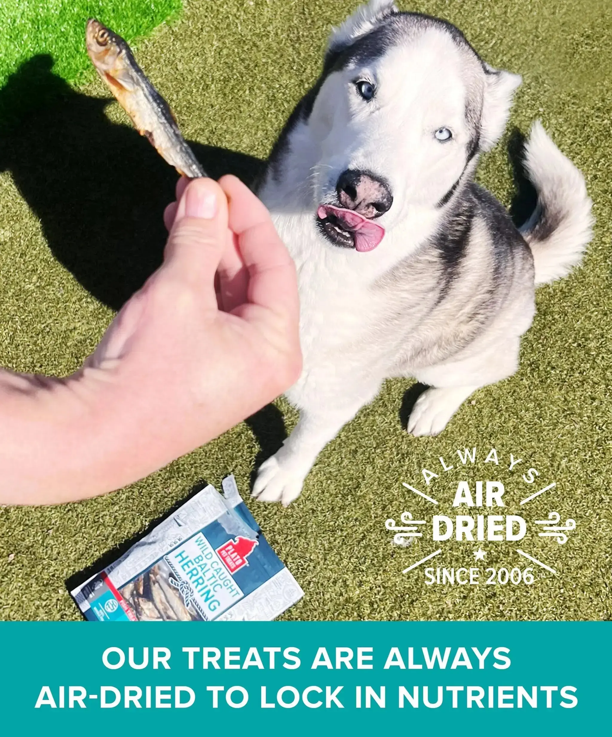 Plato Wild-Caught Baltic Herring Dog Treats - Single-Ingredient Whole Fish for Omega-3 Skin & Coat Support - Air-Dried, Grain-Free, High-Protein Natural Treats