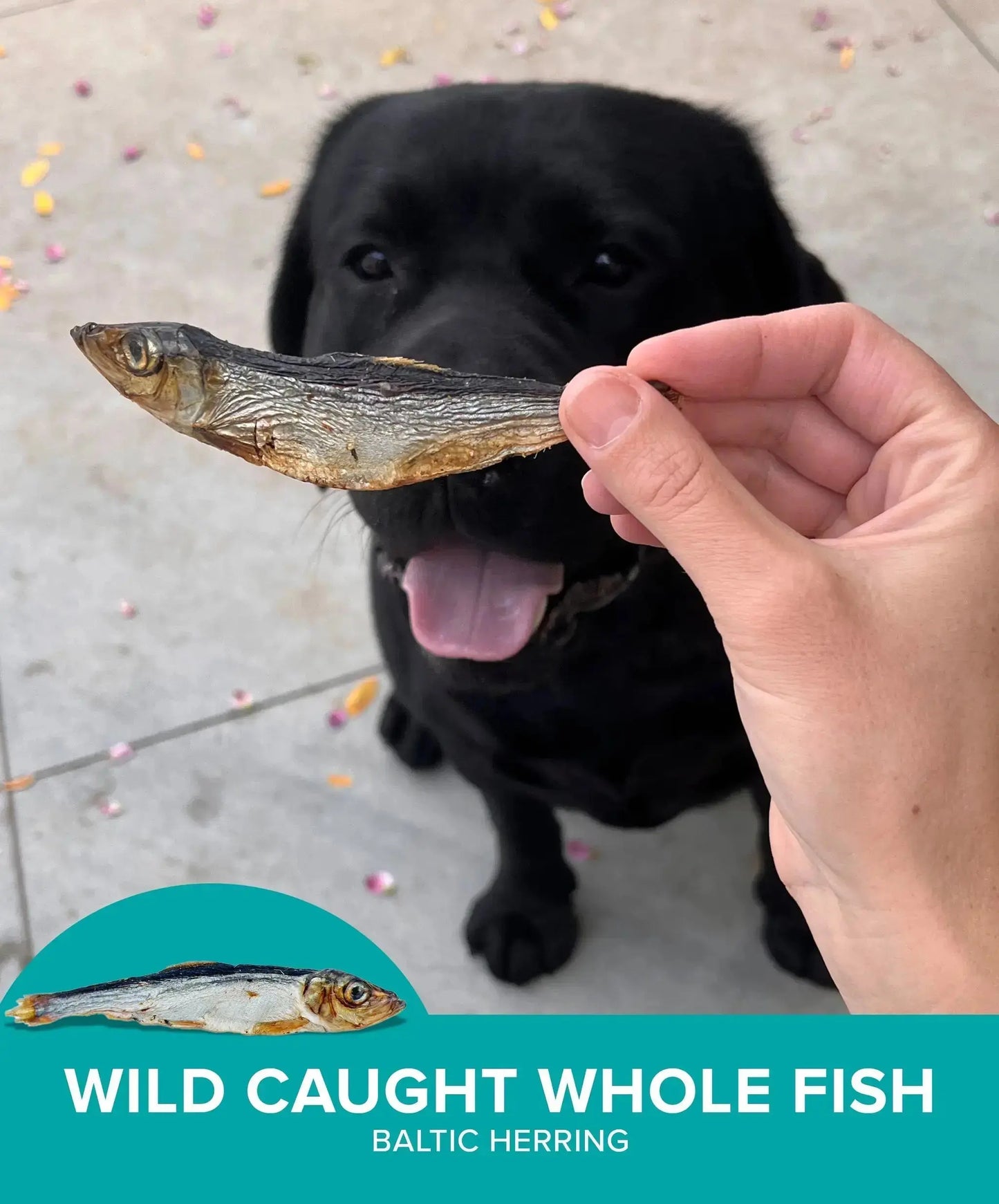Plato Wild-Caught Baltic Herring Dog Treats - Single-Ingredient Whole Fish for Omega-3 Skin & Coat Support - Air-Dried, Grain-Free, High-Protein Natural Treats