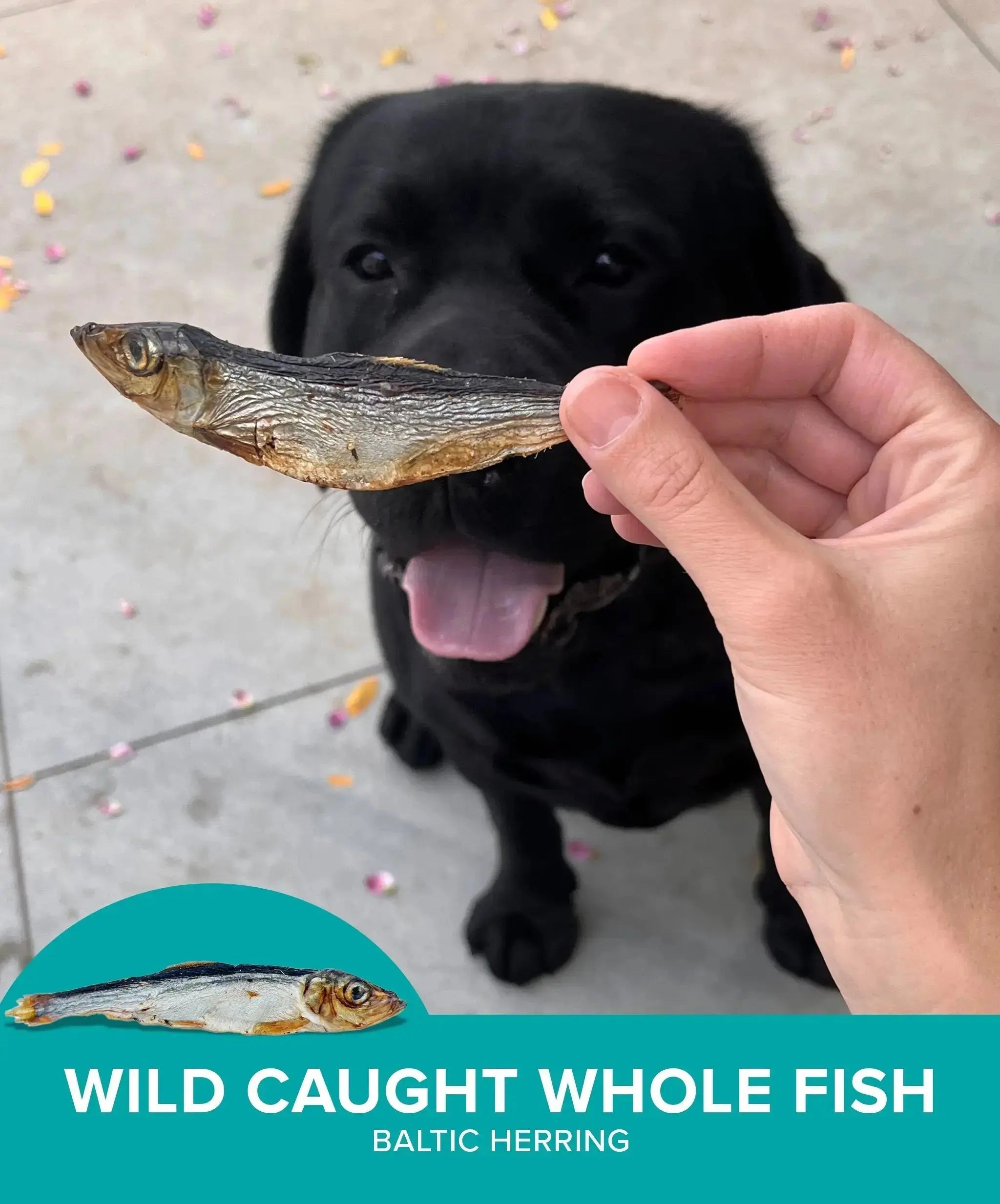 Plato Wild-Caught Baltic Herring Dog Treats - Single-Ingredient Whole Fish for Omega-3 Skin & Coat Support - Air-Dried, Grain-Free, High-Protein Natural Treats