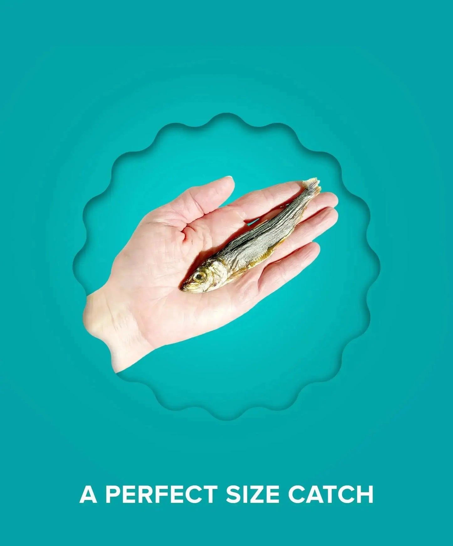 Plato Wild-Caught Baltic Herring Dog Treats - Single-Ingredient Whole Fish for Omega-3 Skin & Coat Support - Air-Dried, Grain-Free, High-Protein Natural Treats